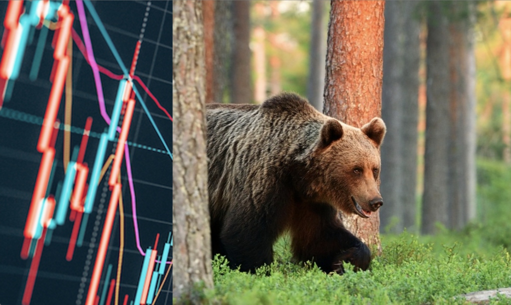 Bear Market?: Keep Calm and Let the Bear Back Down