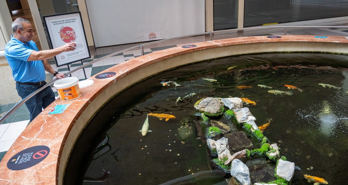 With Sunrise Mall closing, its fish are going to new homes