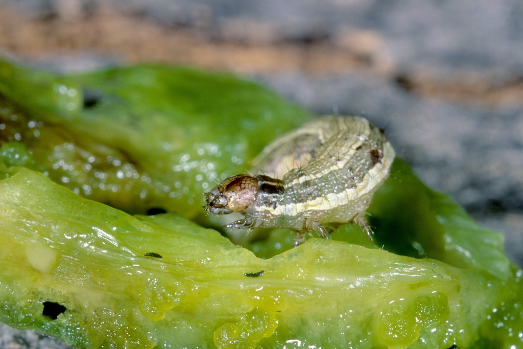 GreenLight Biosciences and Queensland University of Technology partner to tackle destructive fall armyworm using RNA – Bio Tech Winners