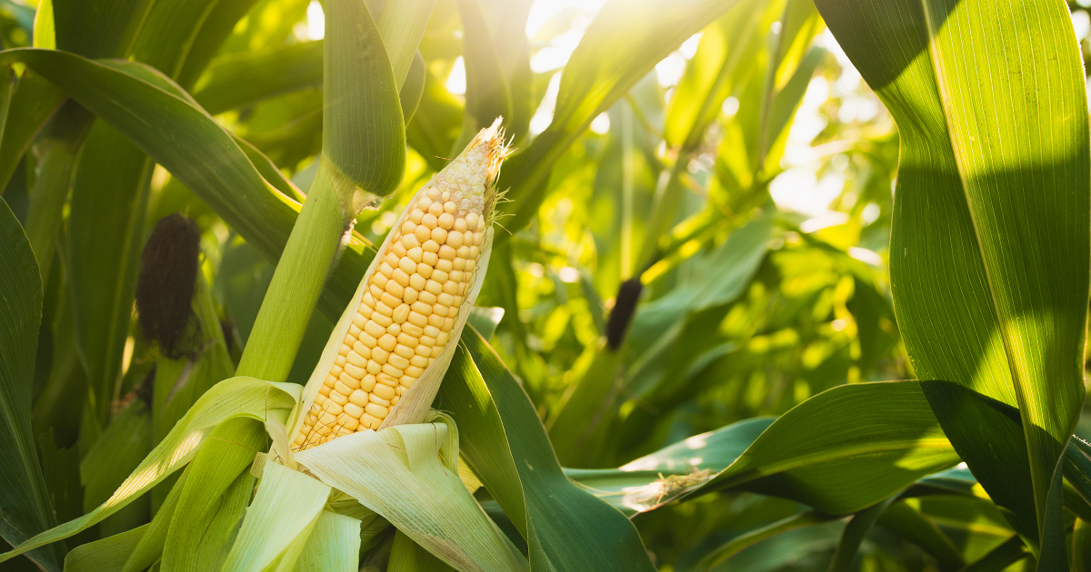 WASDE Day! The Corn & Ethanol Report 11/09/2022