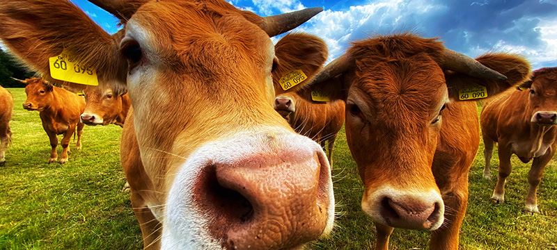 Scientists Plan to Stop Livestock Diseases and Cattle Theft with 7 Million 5G-IoT Devices Connected to Satellite Constellation